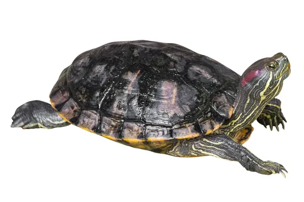 turtle-1